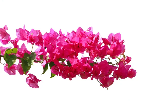 Purple flowers over white — Stock Photo, Image