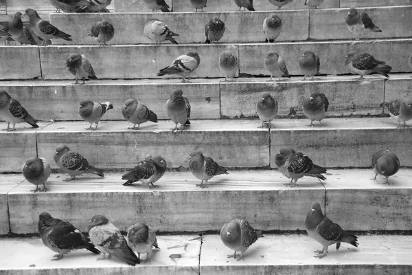 Pigeons on stairs — Stock Photo, Image