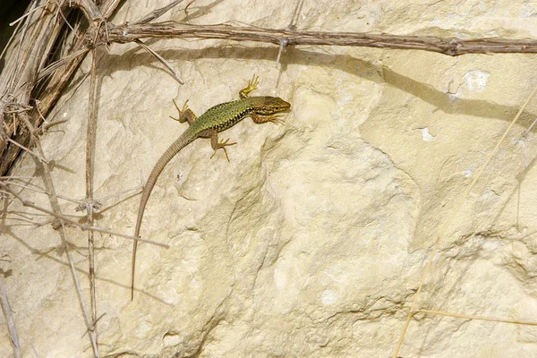 Groene hagedis op rock achtergrond — Stockfoto