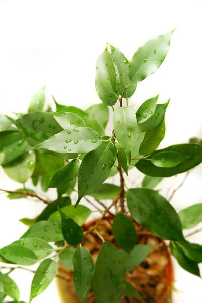 Green plant over white — Stock Photo, Image