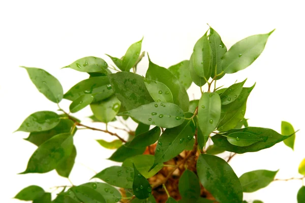 Grüne Pflanze über weiße — Stockfoto