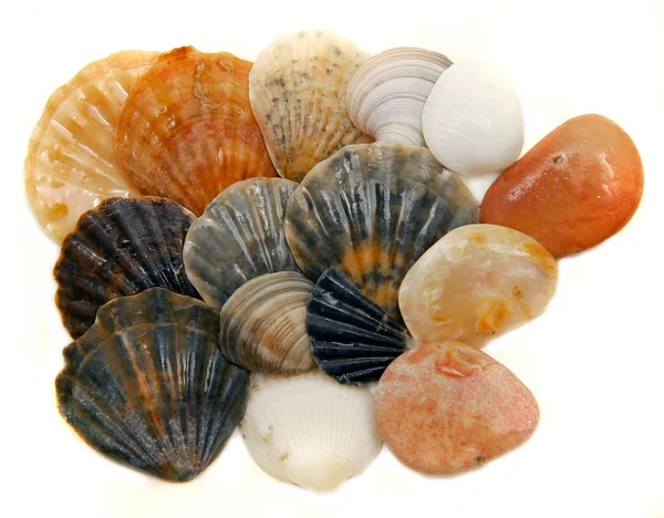 Muscheln über Weiß — Stockfoto