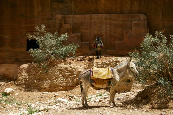 Burros en el desierto —  Fotos de Stock