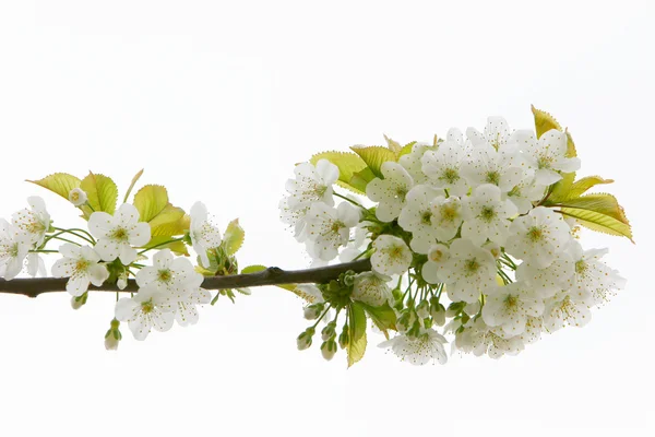 Nahaufnahme von Apfelbaumblüten über Weiß — Stockfoto