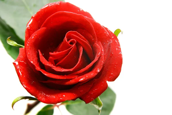 Red rose over white — Stock Photo, Image