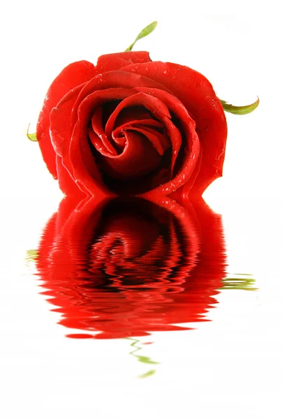 Rosa roja con reflejo sobre blanco — Foto de Stock