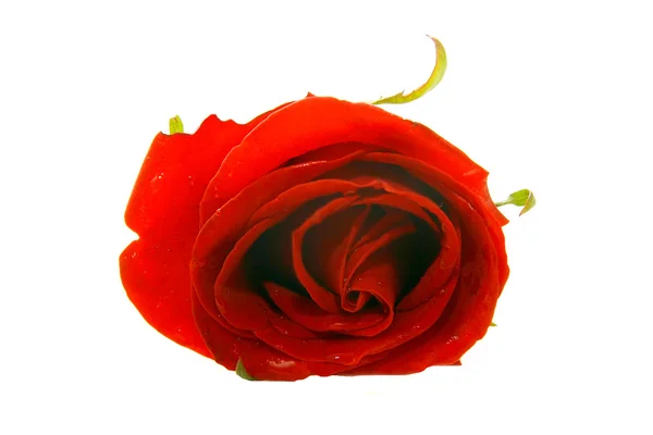 Rosa rossa su bianco — Foto Stock