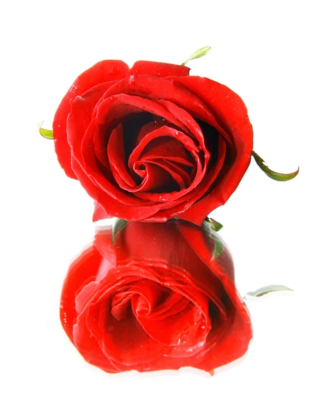 Red rose and its reflection over white — Stock Photo, Image