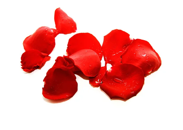 Rose petals over white — Stock Photo, Image