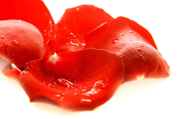 Pétalo de rosa roja con gotas de agua sobre blanco —  Fotos de Stock