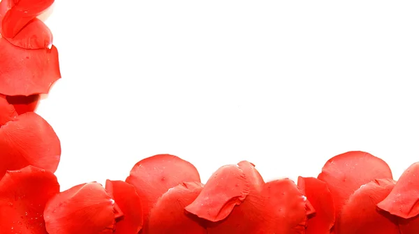 Frame from red rose petal over white — Stock Photo, Image