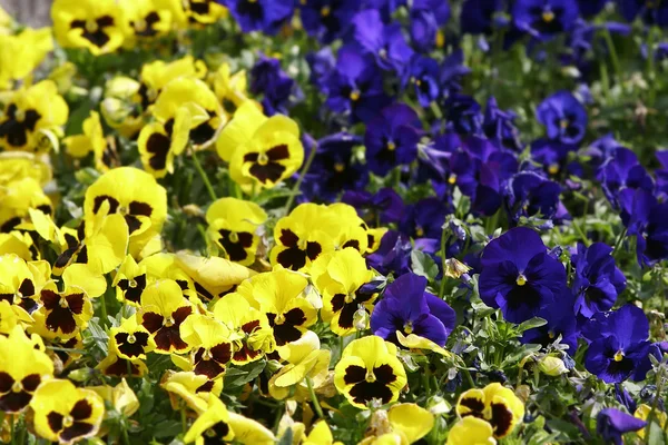 Flores pansy azules y amarillas — Foto de Stock