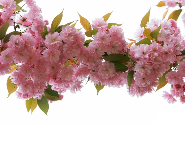 Gros plan de fleurs de sacura arbre sur blanc — Photo