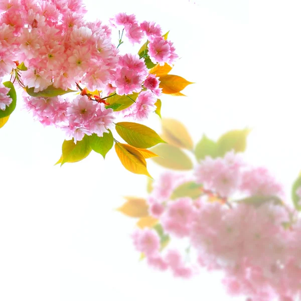 Frühlingsbaumzweig über Weiß — Stockfoto