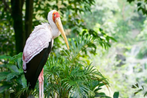 Primer plano de una cigüeña sobre fondo natural — Foto de Stock