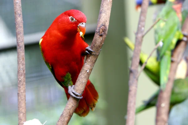 Punainen kyyhkyläinen puussa — kuvapankkivalokuva