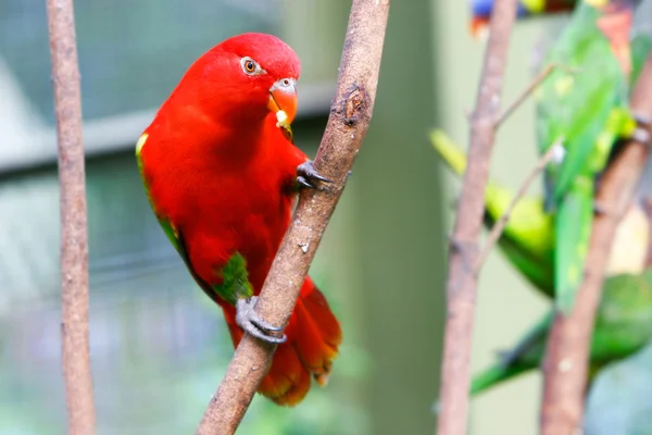 Passarinho vermelho — Fotografia de Stock