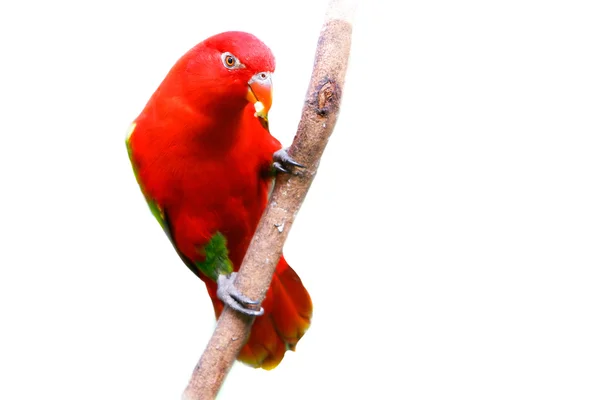 Red lovebird over white — Stock Photo, Image