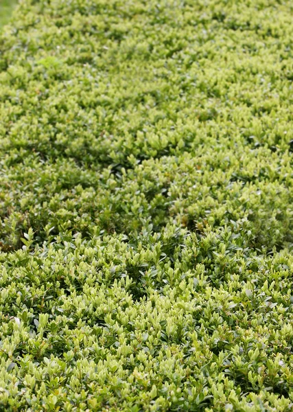 Φυσικό υπόβαθρο από boxtree φύλλα — Φωτογραφία Αρχείου