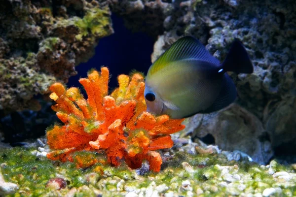 Vita subacquea — Foto Stock