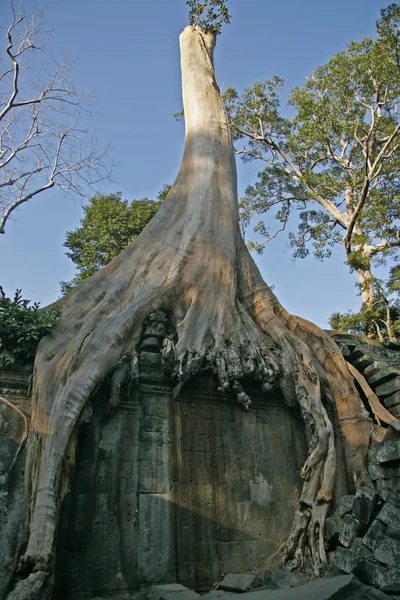 Tha prohm, angkor, Kambodża — Zdjęcie stockowe