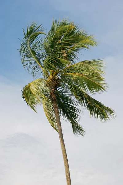 Palmier sur fond bleu ciel — Photo