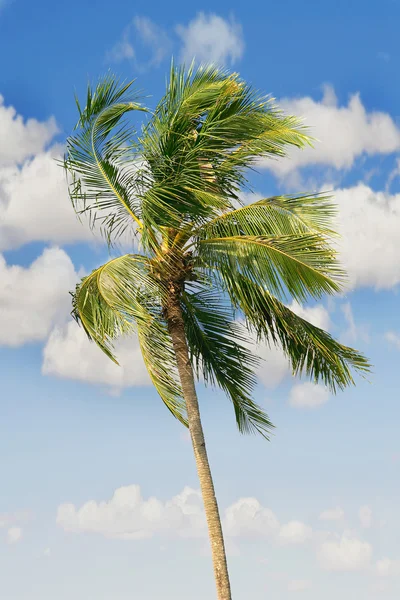 棕榈树在天空背景 — 图库照片