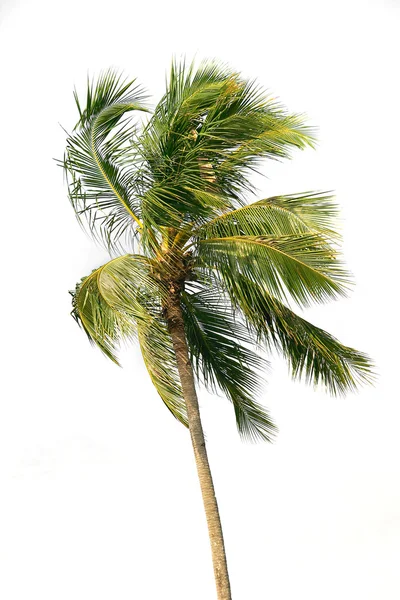 Palm tree isolerade över vita — Stockfoto