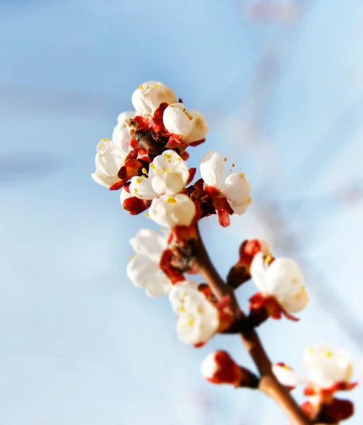 Flores de primavera, DOF rasa — Fotografia de Stock