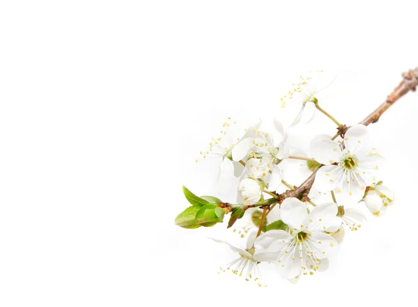 Spring flowers over white — Stock Photo, Image