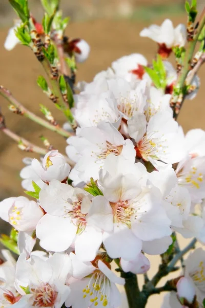 Gros plan des fleurs printanières — Photo