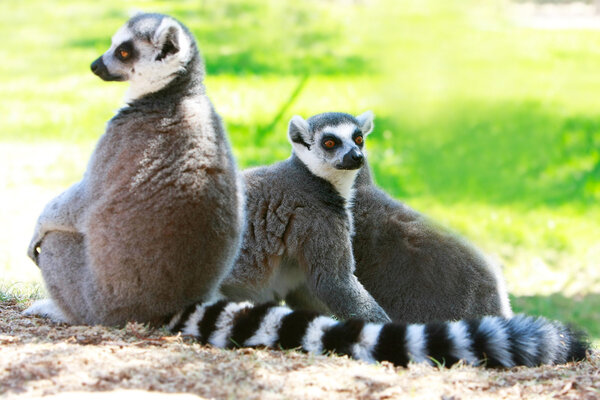 три лемуровых обезьяны
