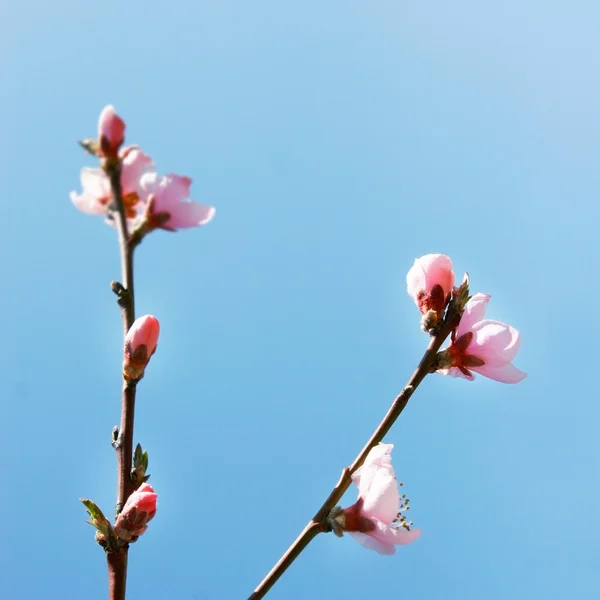 Fleurs de printemps sur fond bleu — Photo