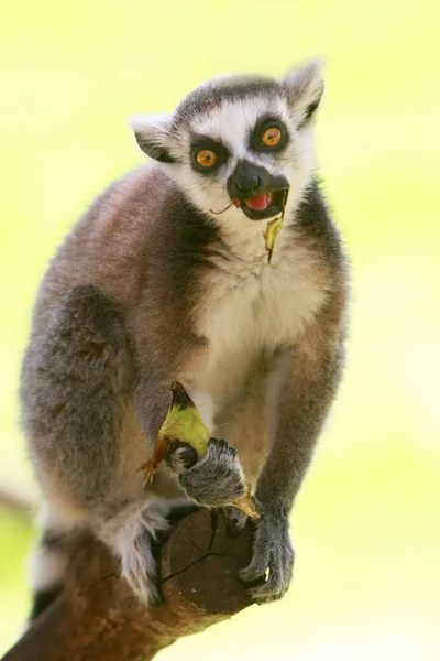 Лемур обезьяна ест банан — стоковое фото