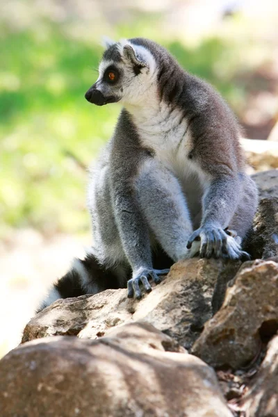 Lemur małpa — Zdjęcie stockowe