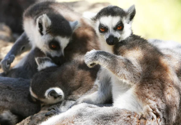 Macacos-lémures — Fotografia de Stock