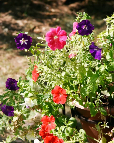 Rode en paarse bloemen — Stockfoto