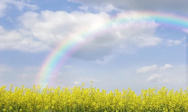 Regnbåge över landskap med gula blommor — Stockfoto