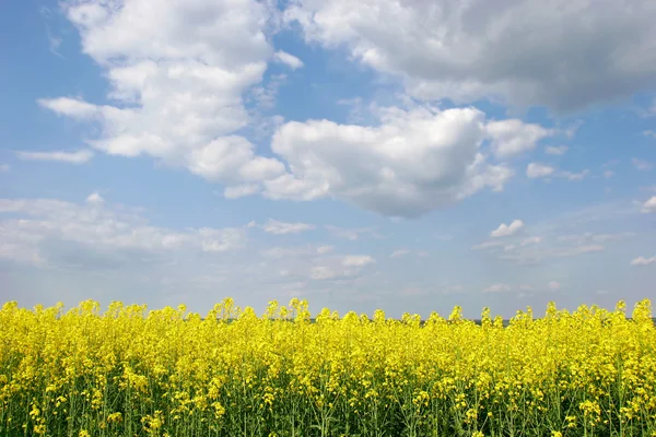 Paisagem Primavera — Fotografia de Stock