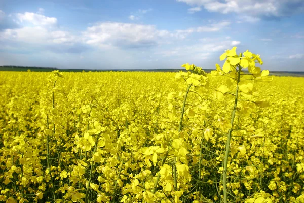 Fleurs jaunes sur le champ de printemps — Photo