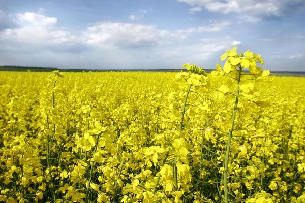 Yellow flowers on spring field — Stock Photo, Image