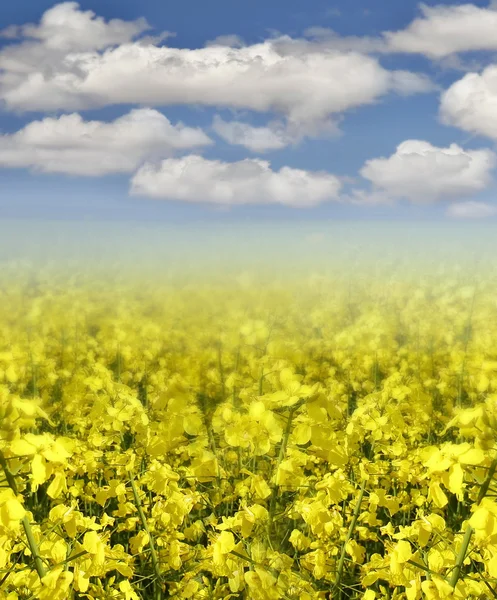 Gelbe Blumen auf blauem Himmel Hintergrund — Stockfoto