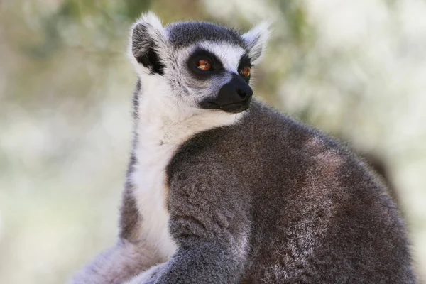 Lemur monkey Royalty Free Stock Images