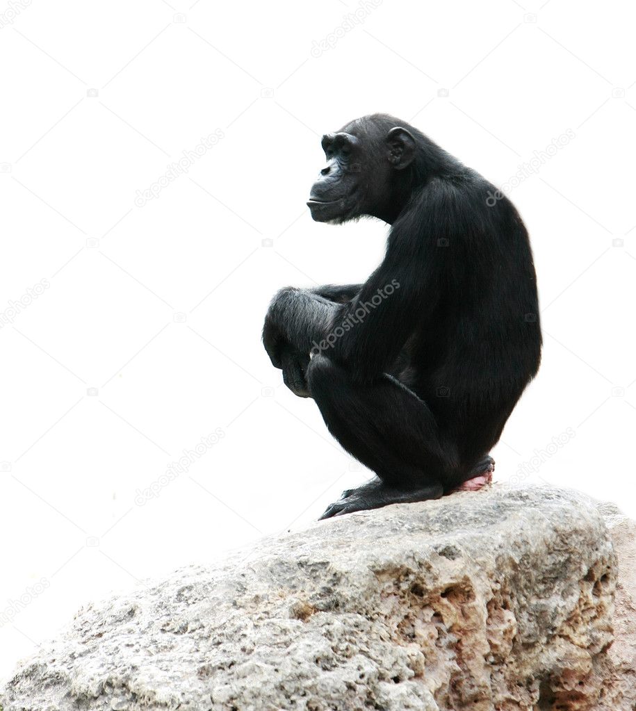 chimp sitting on rock, isolated over white