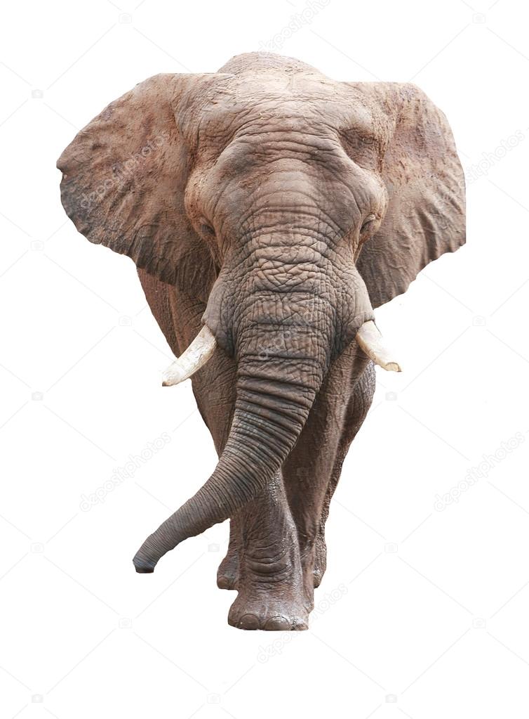 large male african elephant over white