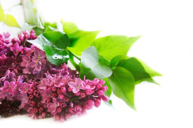 beyaz üzerine Eflatun çiçekler