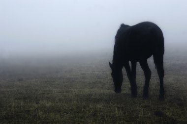 horse in the fog clipart