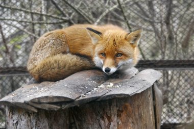 red fox in zoo clipart