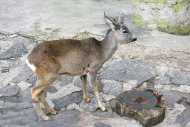 Genç geyik Hayvanat Bahçesi