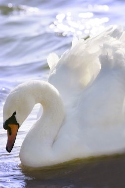 Beyaz kuğuya yaklaş.